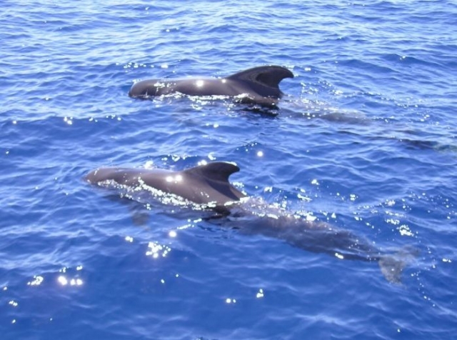 The cetacean show